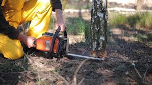 How Our Tree Care Process Works  in Dupont, WA