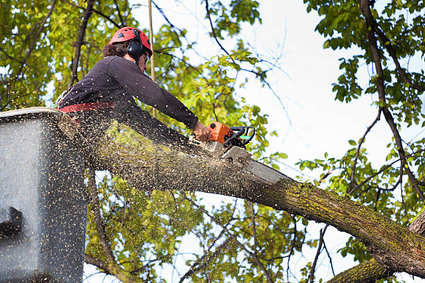 Best Firewood Processing and Delivery  in Dupont, WA